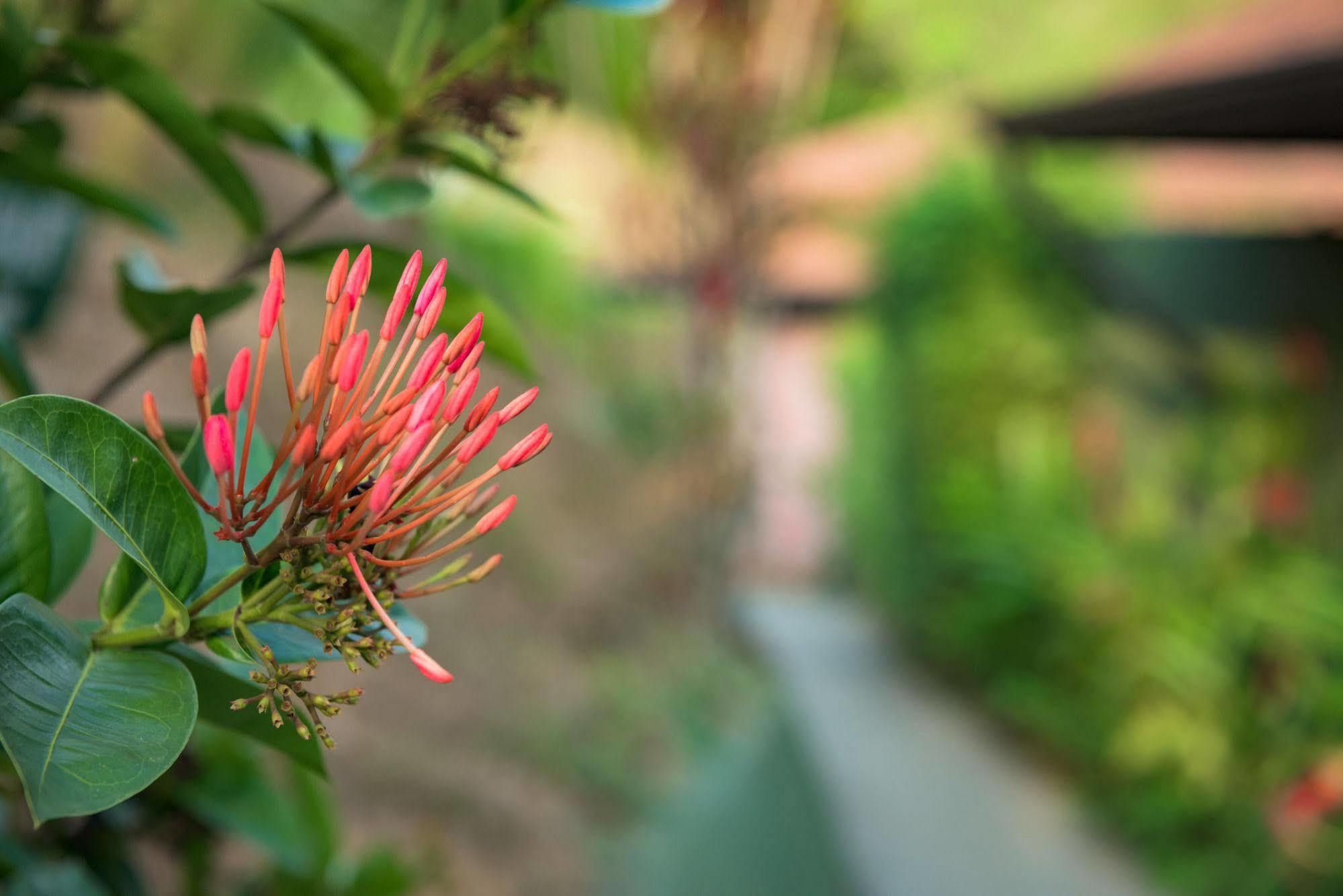 Tiki Villas Rainforest Lodge & Spa Uvita Εξωτερικό φωτογραφία